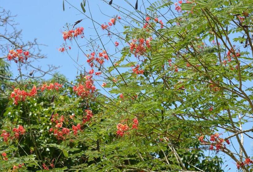 Bed and Breakfast Indigo Yoga Surf Resort