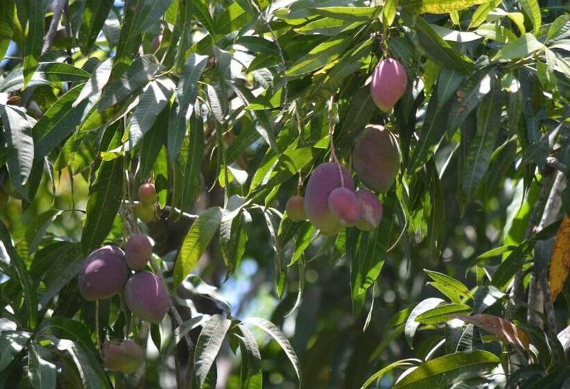 Bed and Breakfast Indigo Yoga Surf Resort