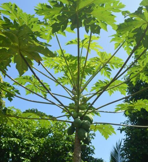 Bed and Breakfast Indigo Yoga Surf Resort