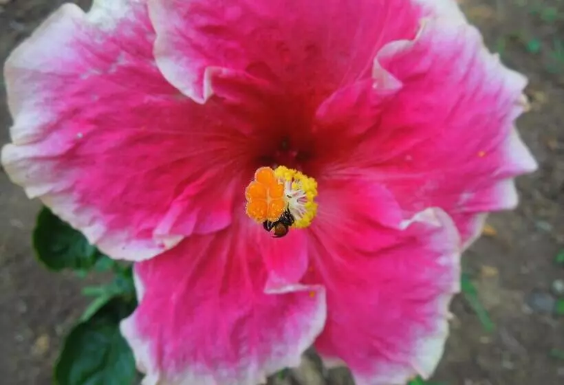 ホテル Casitas Las Flores