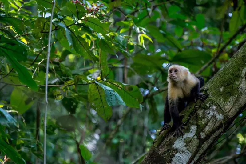 هتل Manuel Antonio
