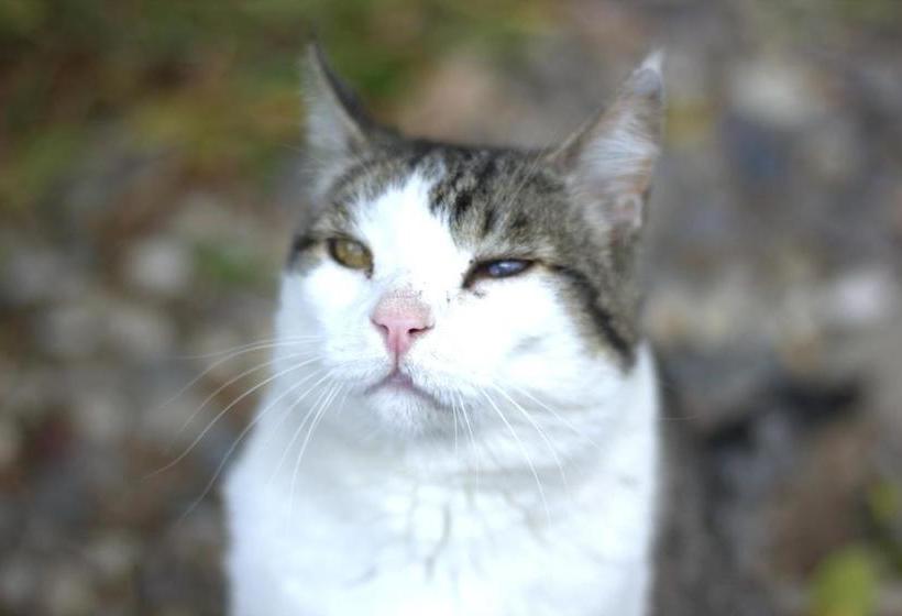 호텔 Saint Du Barrys