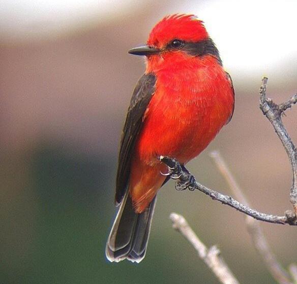 Общежитие Golden Frog Manizales