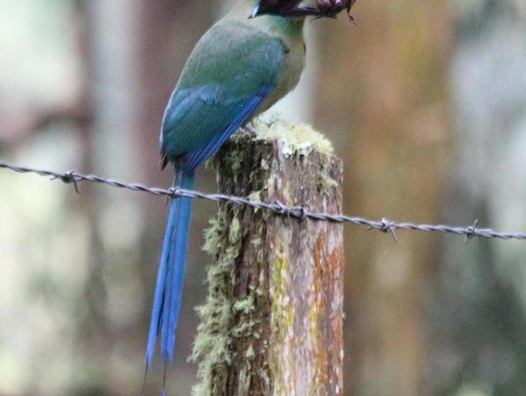 Общежитие Golden Frog Manizales