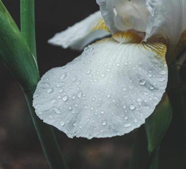 فندق Casa Merced