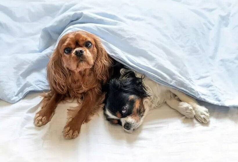 Apartamentos Frontera Blanca Deluxe 3000