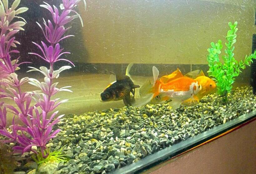 فندق صغير Hostal Sauna Tambo Wasi