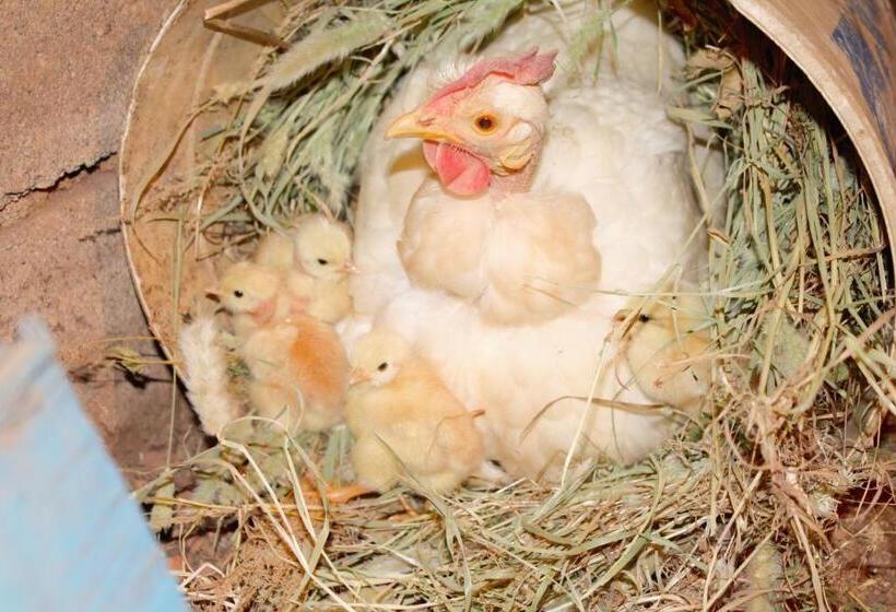 בית מלון כפרי Acquavilla