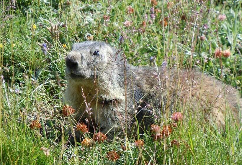 酒店 Hôtel Du Glacier Des Evettes