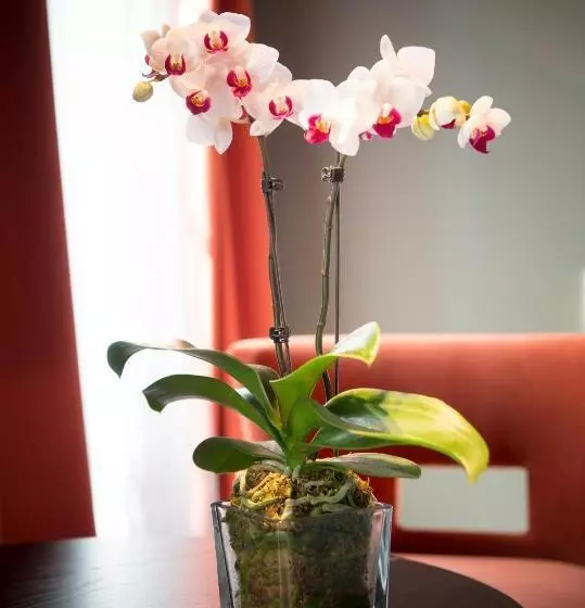 Hotel Hôtel Ligaro