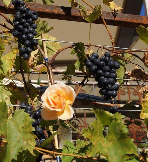 호텔 Gasthof Zum Adler   Wahlwies