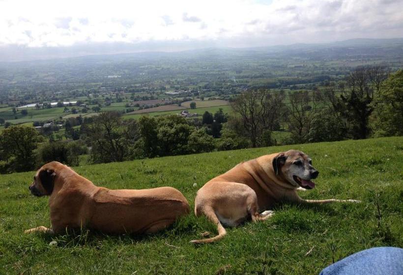 住宿加早餐  Tall Trees