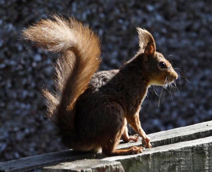 Aamiaismajoitus (B&B) Throphill Grange