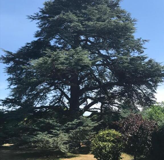 צימר Cedar House