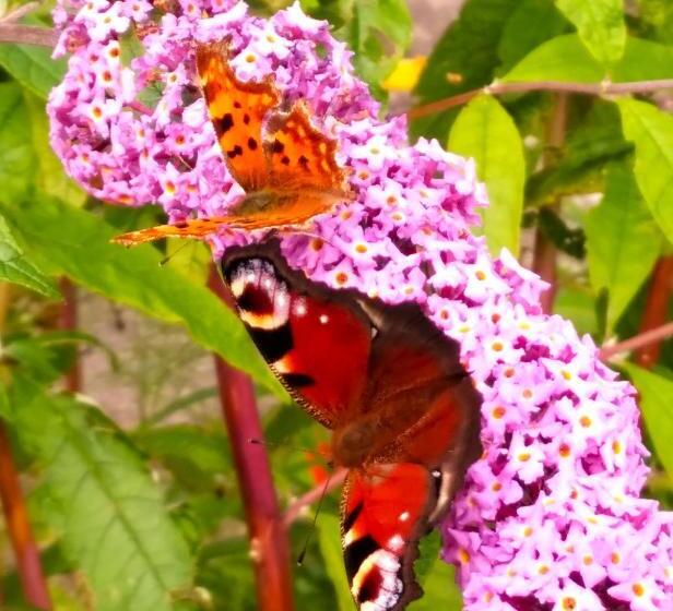 مبيت وإفطار Pen Y Bont