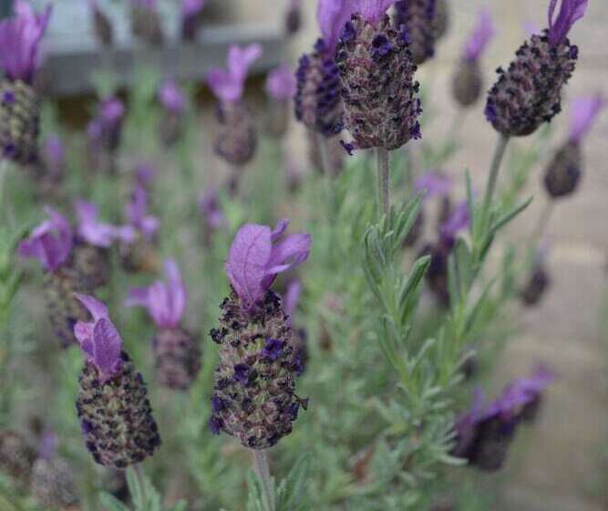 Castle Green Bed And Breakfast