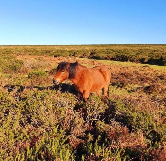 Bed and Breakfast Crowndale Torquay   Exclusively For Adults