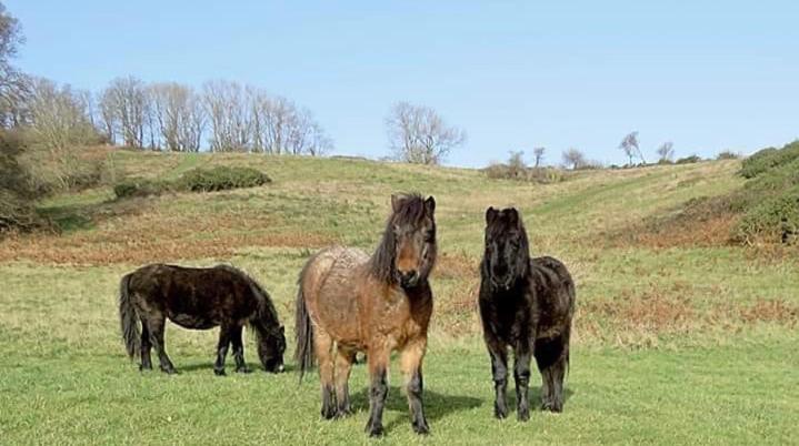 Bed and Breakfast Crowndale Torquay Exclusively For Adults