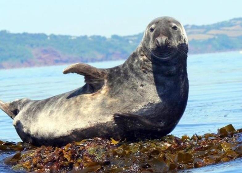 Bed and Breakfast Crowndale Torquay Exclusively For Adults