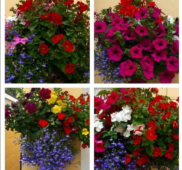 Bed and Breakfast Crowndale Torquay Exclusively For Adults