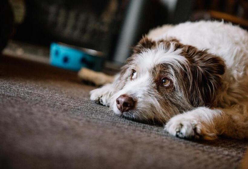 酒店 The Howard Arms