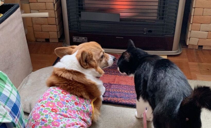 The Otaornai Backpacker S Hostel Morinoki