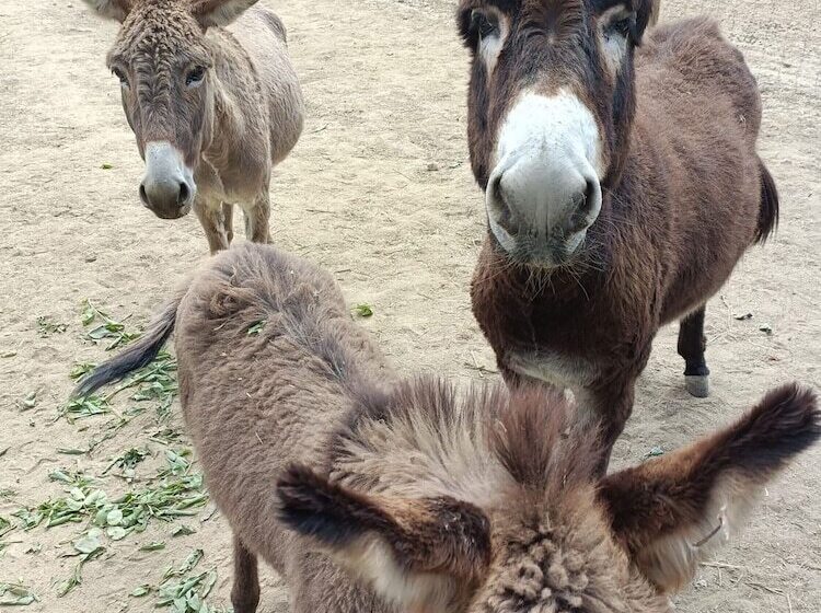בית מלון כפרי Quinta Do Louredo   évora