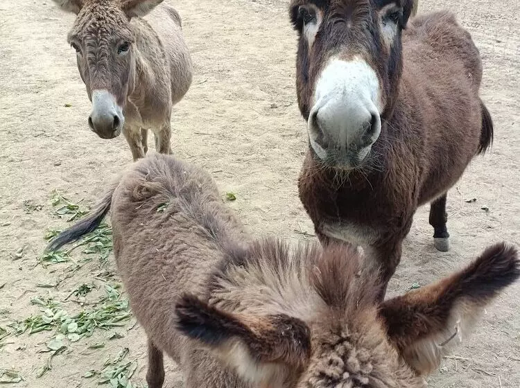 Maaseutuhotelli Quinta Do Louredo   évora