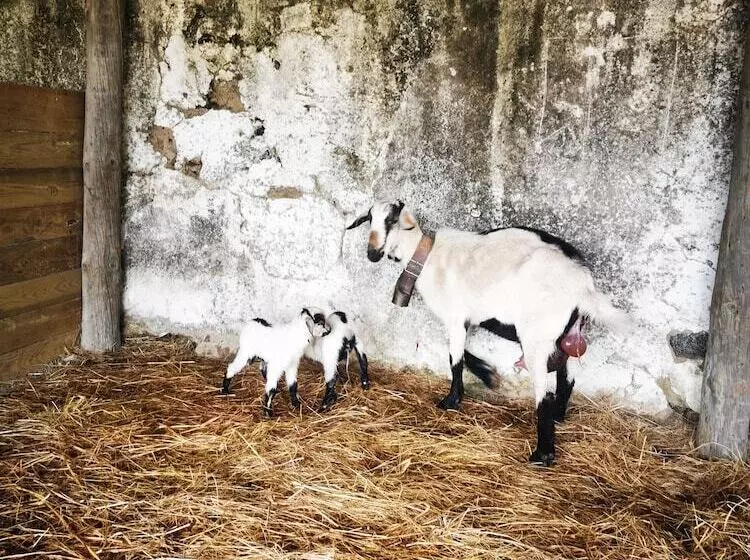 Maaseutuhotelli Quinta Do Louredo   évora