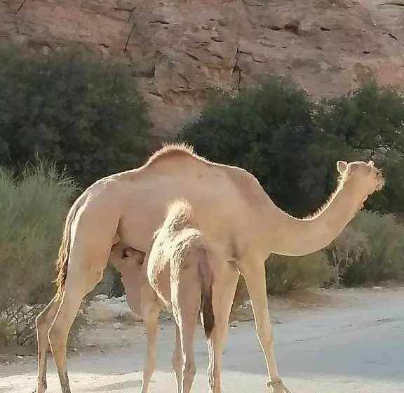 هتل Hamoudah