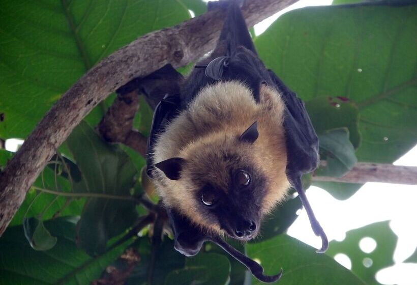 هتل Le Jardin Maore