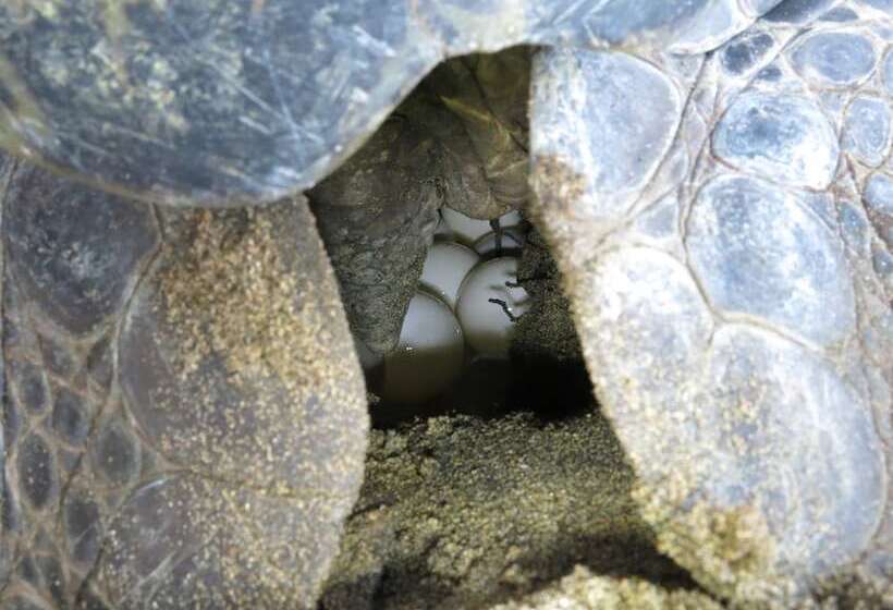 هتل Le Jardin Maore