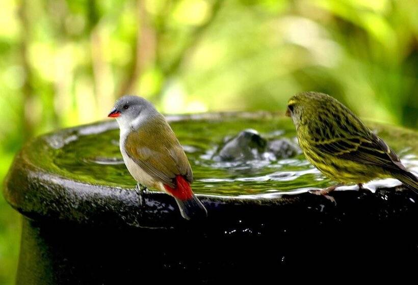 ベッドアンドブレックファースト Serendipity Country House & Restaurant