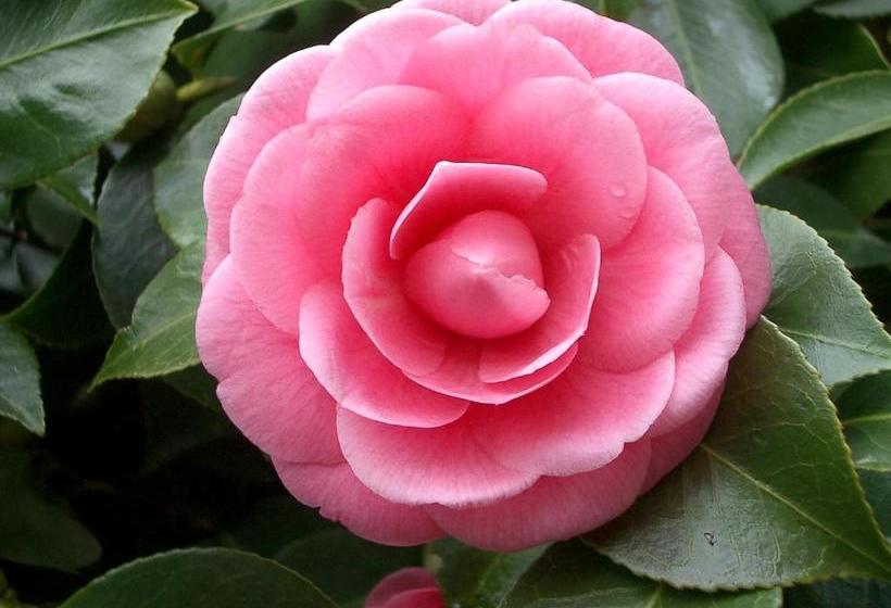 בית מלון כפרי Casa Ghiggi