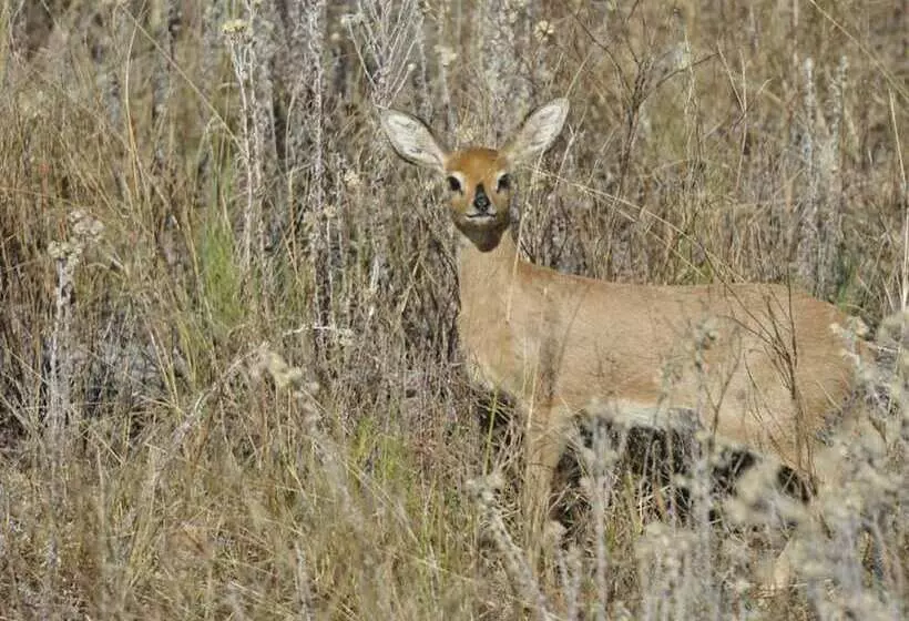 هتل Leopard Lodge