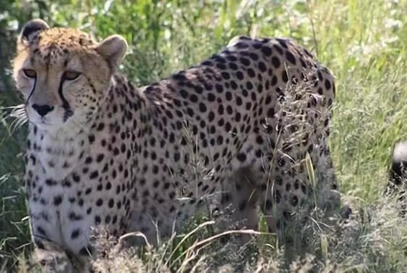 هتل Leopard Lodge