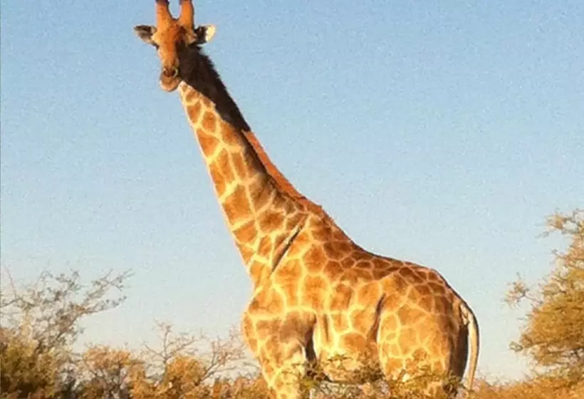هتل Leopard Lodge