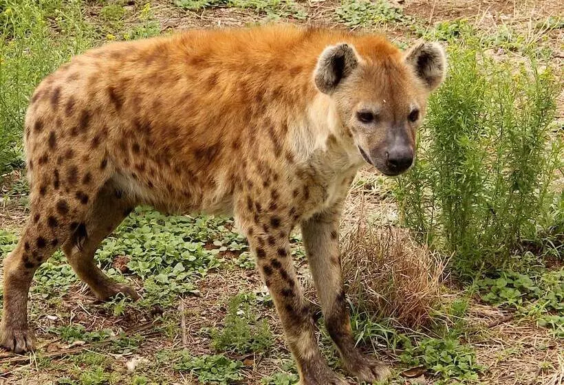 هتل Leopard Lodge