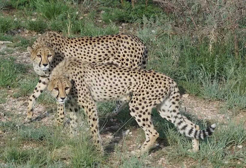 هتل Leopard Lodge