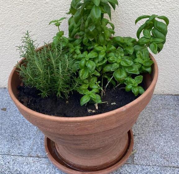 膳宿费 Gästehaus Und Ferienwohnung Bächle