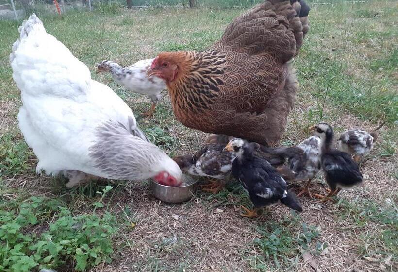 Отель Agriturismo Merlino