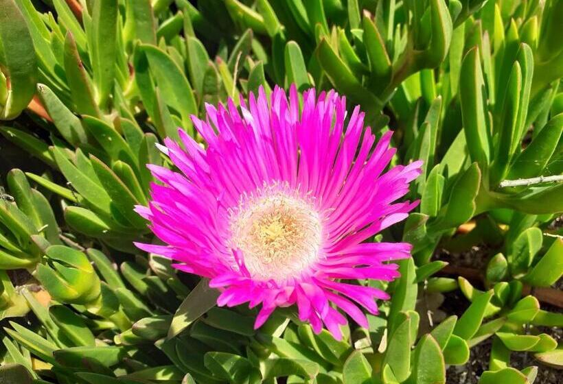 Отель Agriturismo Merlino