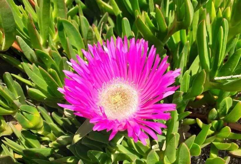 ホテル Agriturismo Merlino
