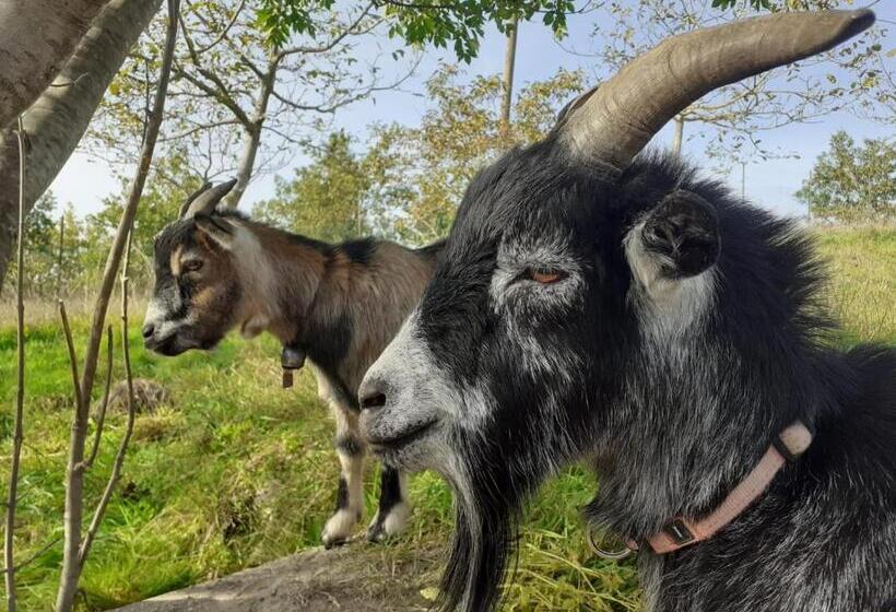 Отель Agriturismo Merlino