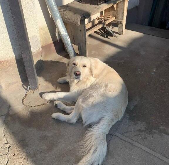 بنسيون Erkin And Penut Doggy House