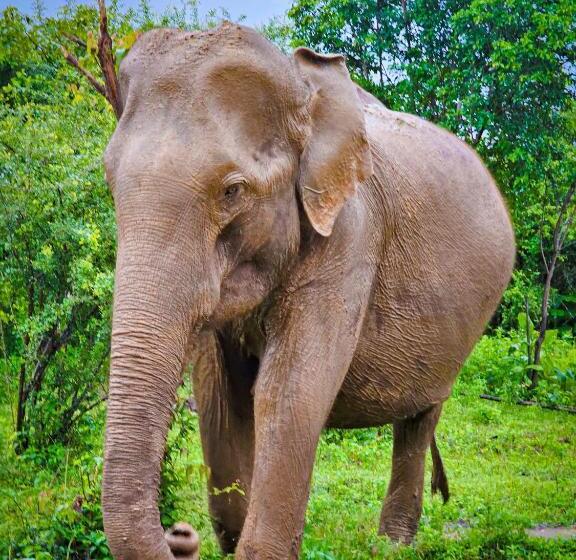 Hotel Nice View Bungalow