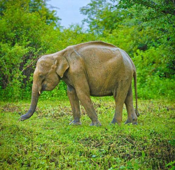 Hotel Nice View Bungalow