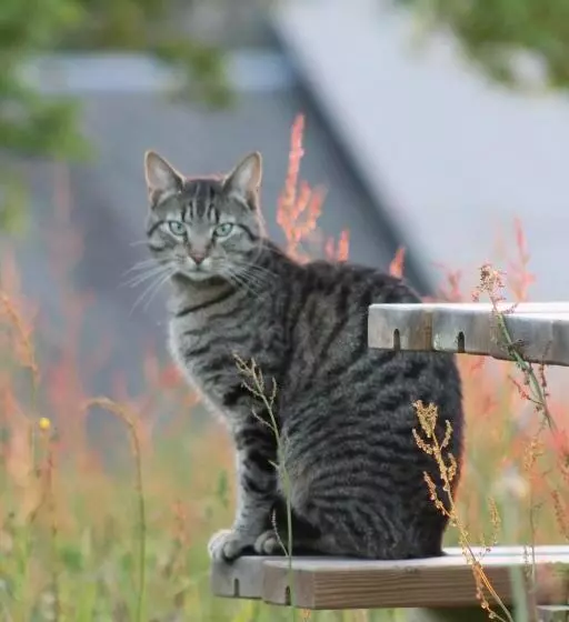 Aamiaismajoitus (B&B) La Thérèsienne