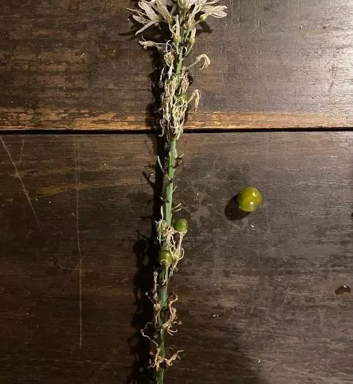 Majatalo La Maison Dans La Forêt