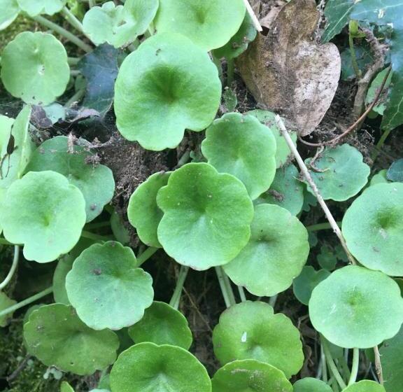 ペンション La Maison Dans La Forêt